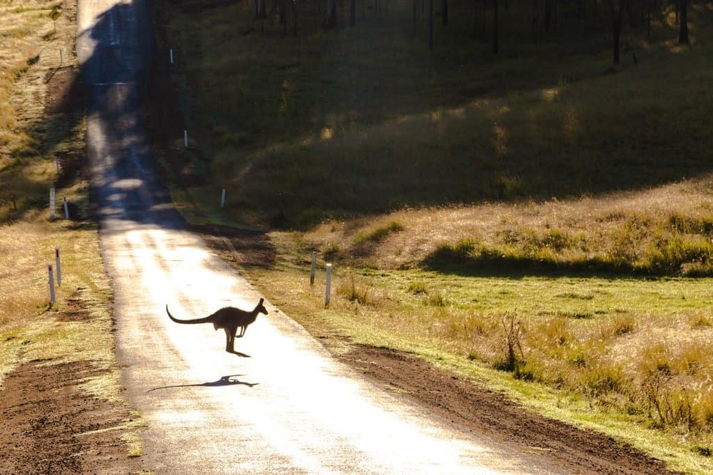 オーストラリアカンガルー