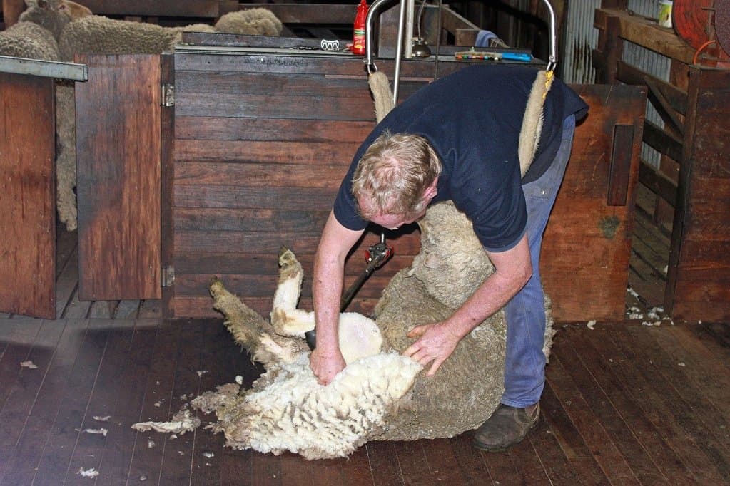 カランビンワイルドライフサンクチュアリ羊の毛刈り