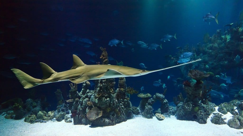 シドニー水族館サメ
